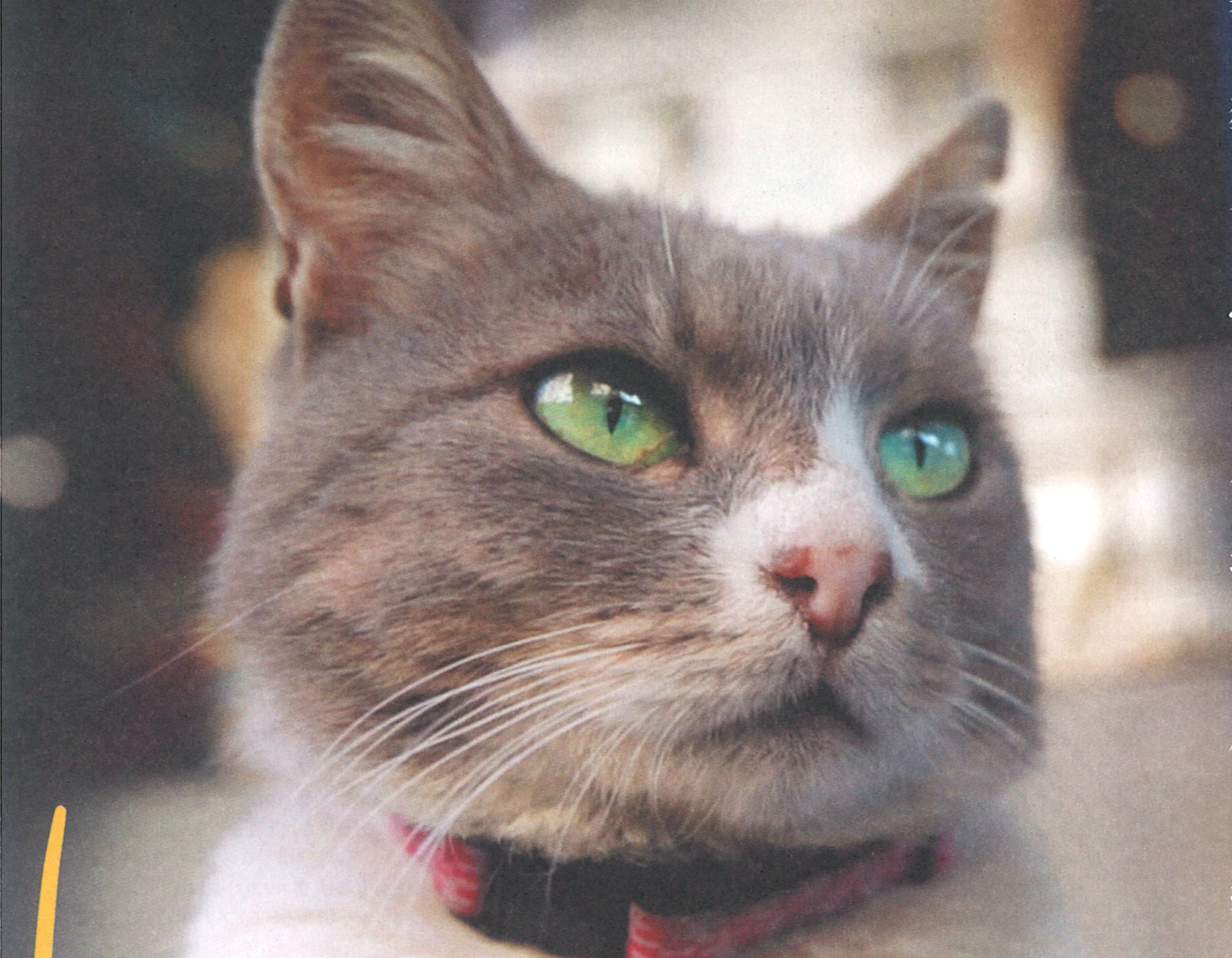 %e3%82%ad%e3%83%a3%e3%83%83%e3%83%81