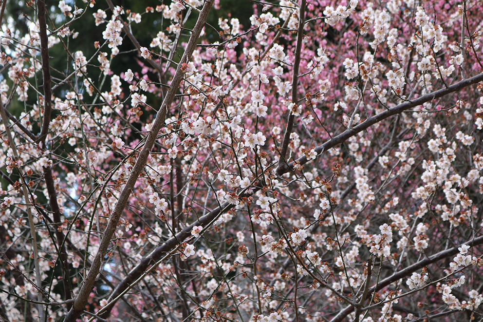 花の奥山高原 昇竜しだれ梅の乱れ咲き 3月下旬見どころ Zazamag