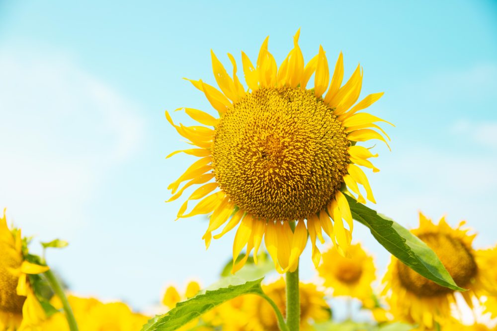太陽の花 ひまわりが元気に咲いています 浜名湖ガーデンパーク Zazamag